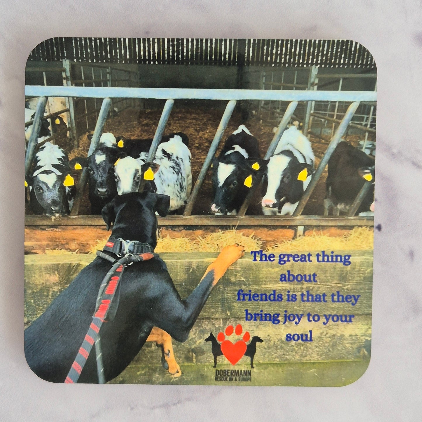 Coasters pack of 4, making friends with the cows