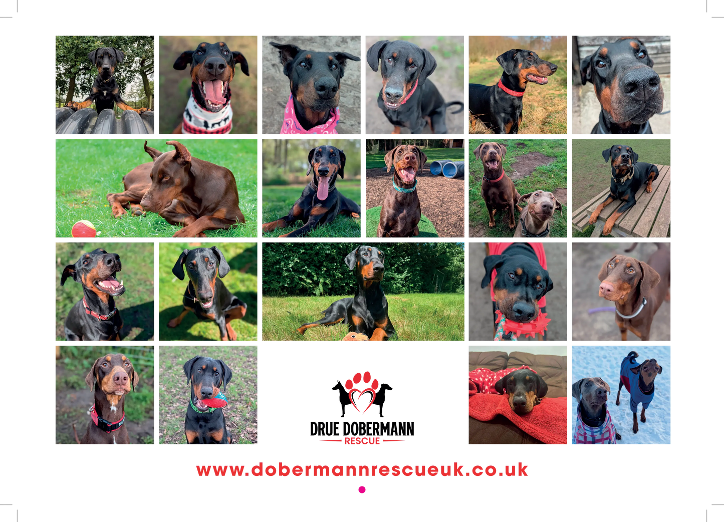 DRUE 2026 Dobermann Calendar