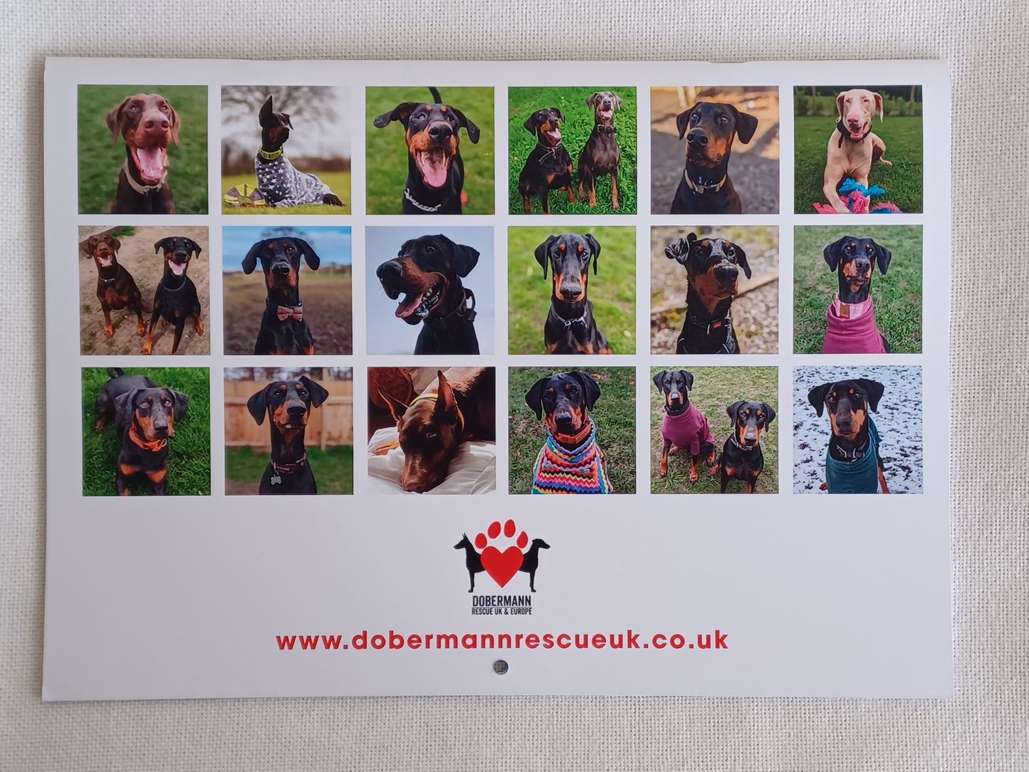 DRUE 2025 Dobermann Calendar