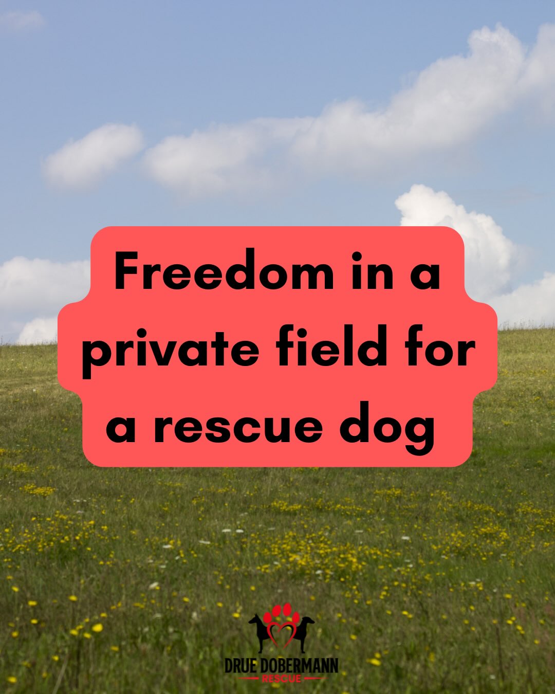 Daily living costs for our dogs care