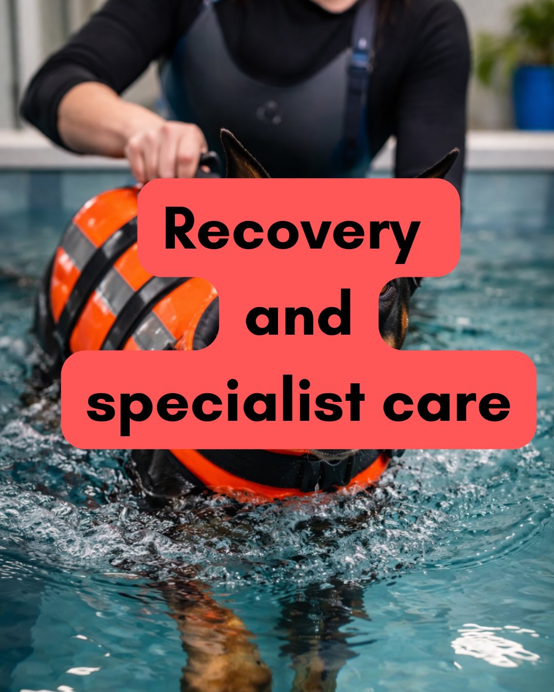 Daily living costs for our dogs care