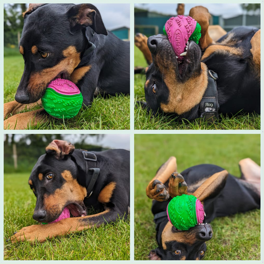 Christmas Toy for a rescue Dobie